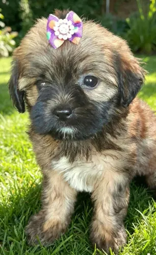 Filhote Micro/toy cachorro