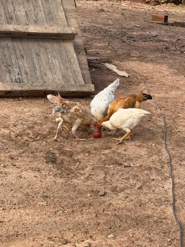 Vendo franguinhas caipira 