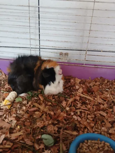Porquinho da india