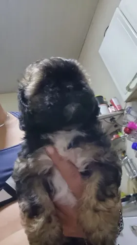 Shihtzu