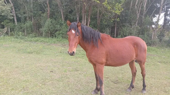 Potro mangalarga