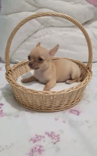 Lindinhos dogs