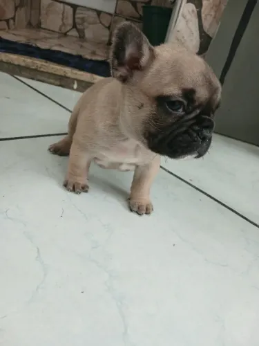 Buldogue francês