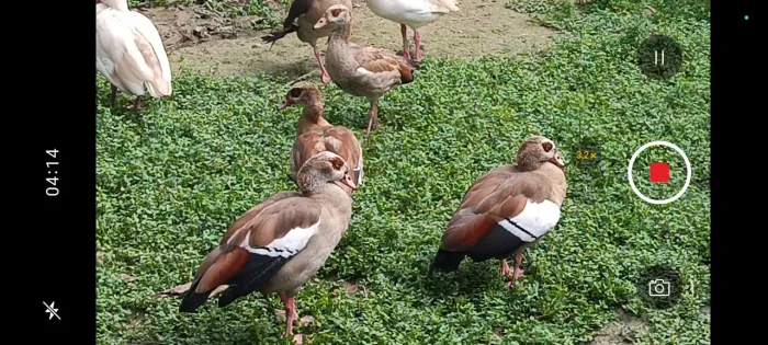 Gansos do Egito 