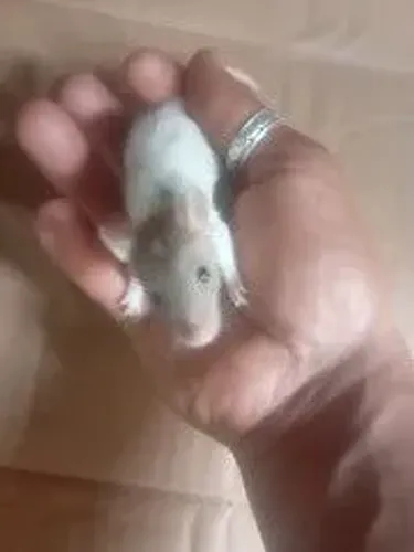 Rato Twister