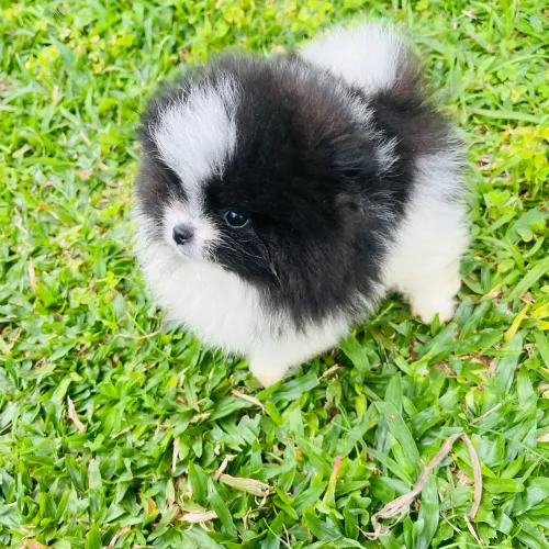 Lulu da Pomerania anão