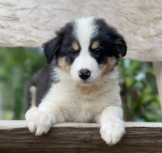 Border collie para São Pedro da Aldeia
