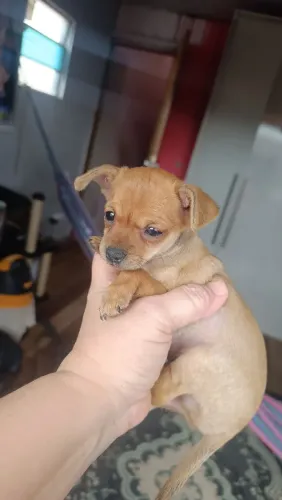 PINCHER O MINIATURA MACHO
