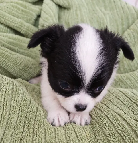 Chihuahua fêmea pêlo longo - pedigree CBKC