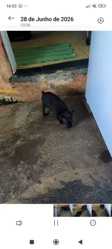 Cachorro pinscher 