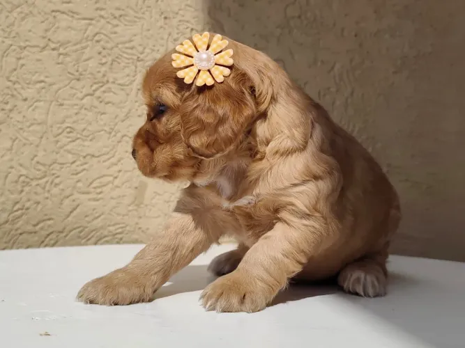 COCKER FEMEA LINDA