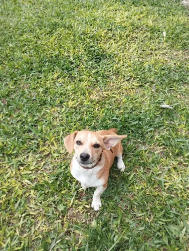 - FOX PAULISTINHA CHEIO DE ALEGRIA E AMOR