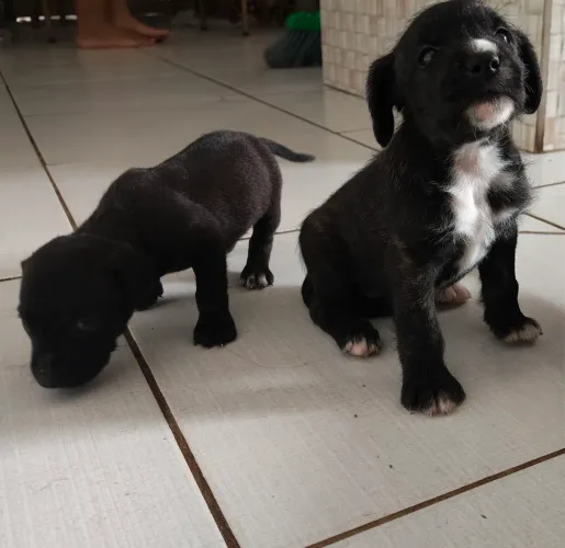 Pets para adoção