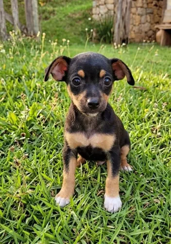 Pinsher macho e fêmea mini e 0