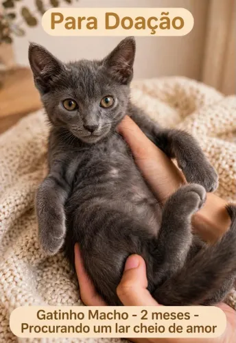 Gatinhos para doação responsável