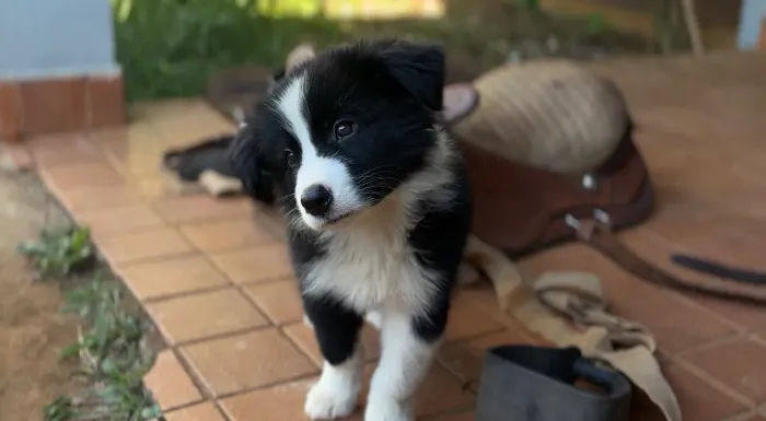 Filhotes de border collie