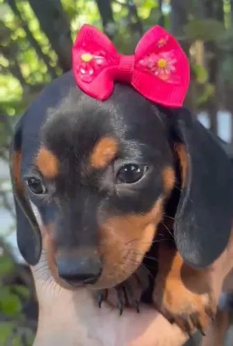 Dachshund salsichinha Fêmea/ pedigree opcional