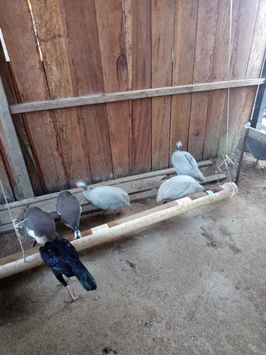 Animais 