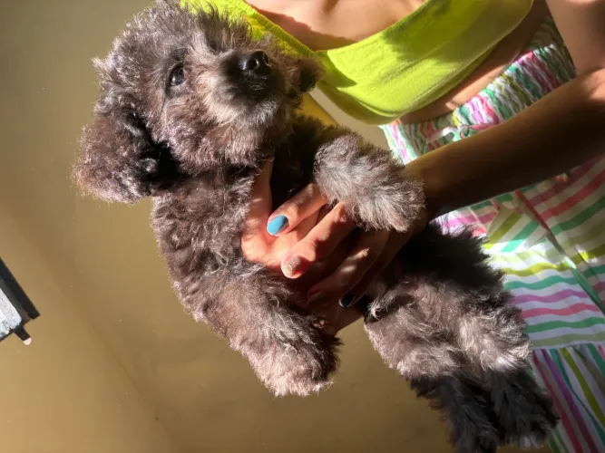 Poodle Toy