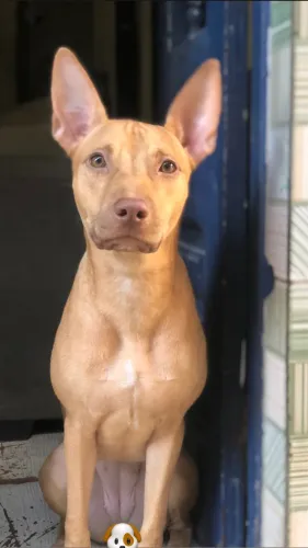 Cachorra raça pitbull filhote 