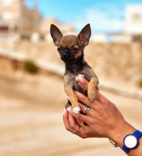 Adoráveis Filhotes de Chihuahua - O Menor Cão do Mundo e Gigante no Coração