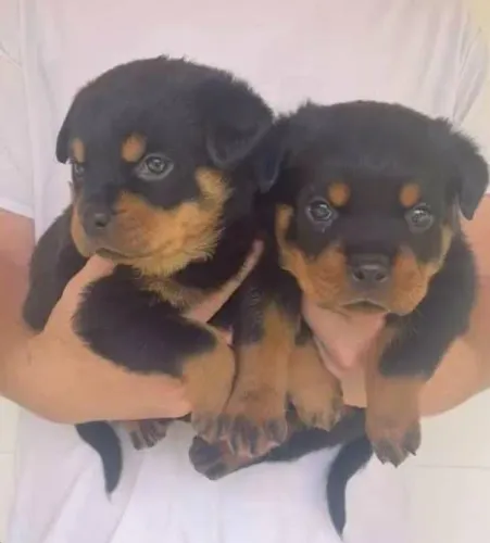 Rottweiler Filhotes Estrutura Maravilhosa.