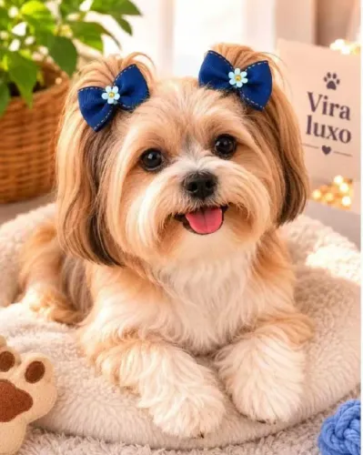 Kit laços pet