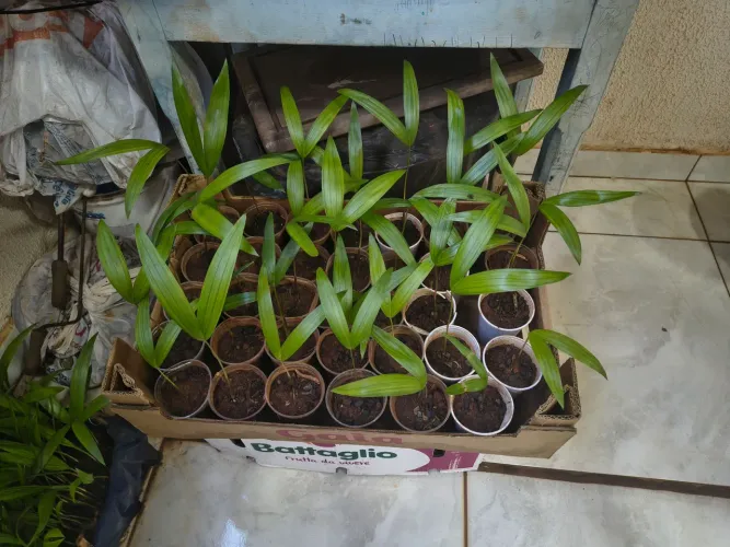 Mudas de Açaí