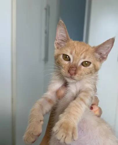 gatinhos filhotes para adoção