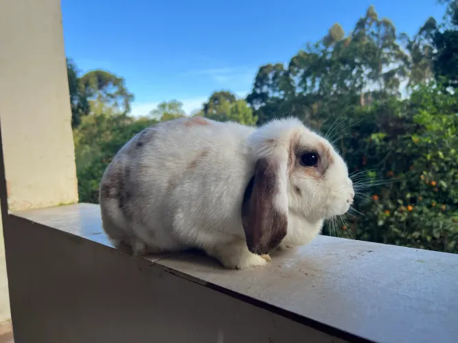 Lote coelho mini lop