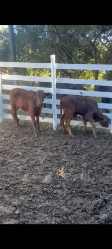 vendo 2 bezerro macho !