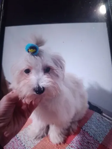 Cachorro 