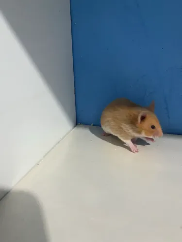 Hamster sírio 
