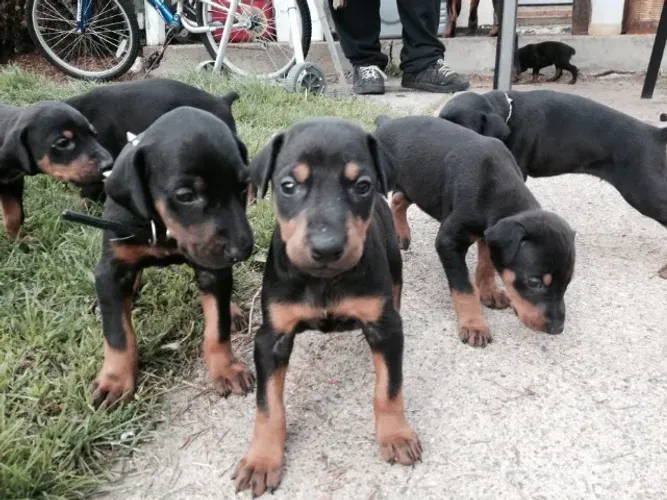 doberman x rottweiler Confiança e carinho: nossos filhotes Chama no zp 9.9751.6491