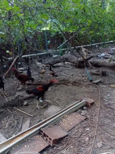 Vendo Galinha  caipira 