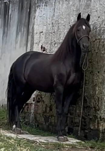 Cavalo Mangalarga registrado 