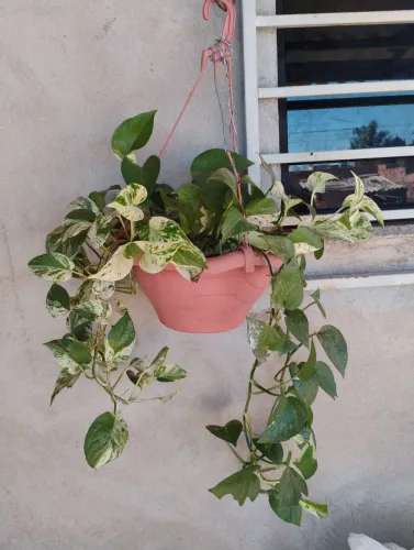 Vendo uma linda jibóia variegada saudável em um vaso suspenso.