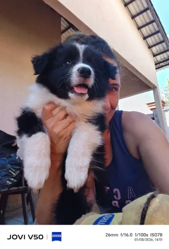 Filhotes Border collie 