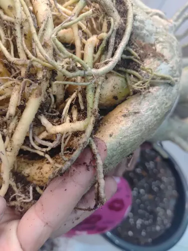 Planta