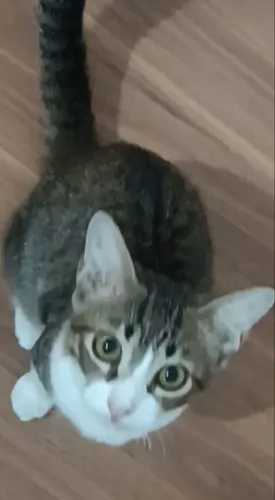 Doação de casal de gatos castrados 10 meses