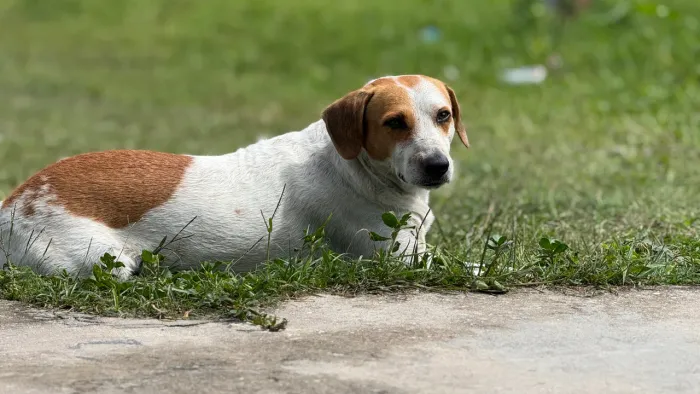 Cachorro pra doação