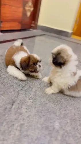 Shih Tzu A fofura mais procurada do arraial