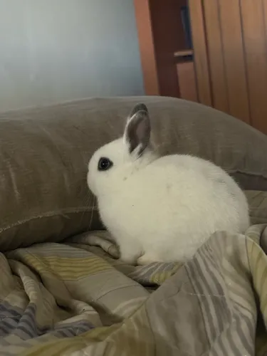 Coelho Netherland dwarf