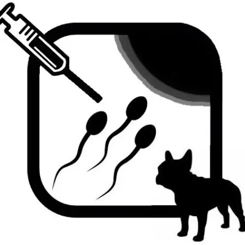 Inseminação em cães de todas as raças 