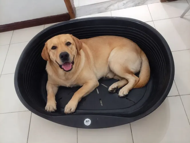 Cama rígida para pet