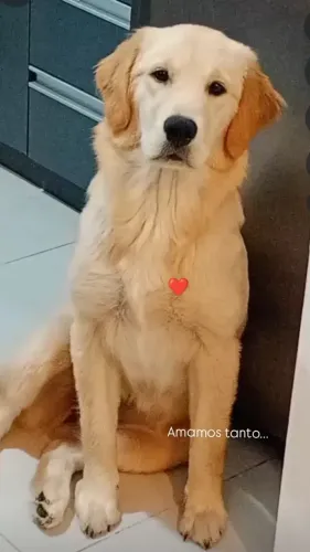 Golden Retriver