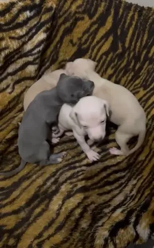 Filhote de Galgo Italiano macho e femea disponivel