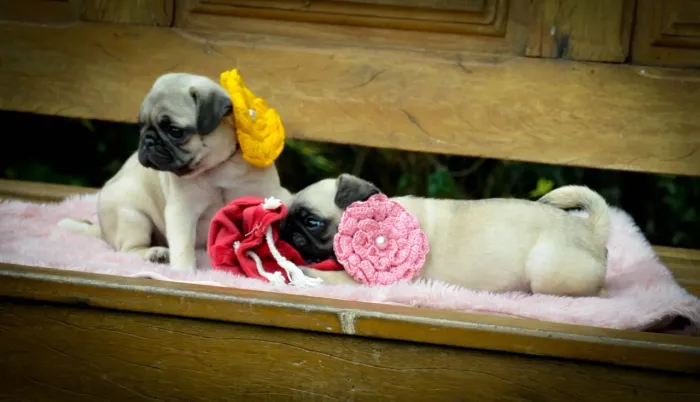 Pug mini com procedência comprovada