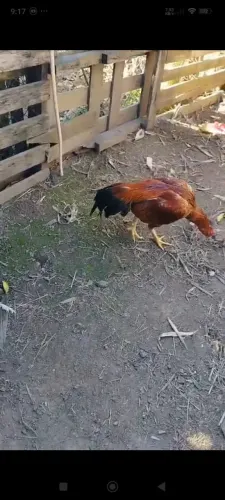 Galo índio