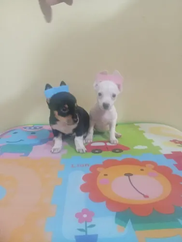 Pinscher Macho Procurando Novo Lar